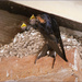 1 Swallow at her Nest by marshwader