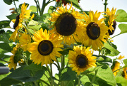 2nd Aug 2023 - Sunflower Quartet
