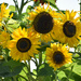 Sunflower Quartet by bjywamer