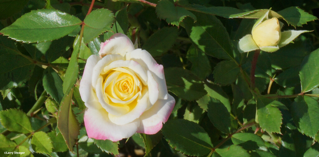 Peace rose by larrysphotos