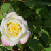 Peace rose by larrysphotos