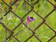 2nd Aug 2023 - Bee in Morning Glory Flower in Fence