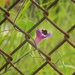 Bee in Morning Glory Flower in Fence by sfeldphotos
