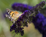 2nd Aug 2023 - Painted Lady