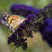Painted Lady by jgpittenger