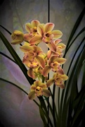 3rd Aug 2023 - Variegated Orchid ~ 