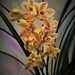 Variegated Orchid ~  by happysnaps