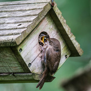 2nd Aug 2023 - House Wren food delivery service