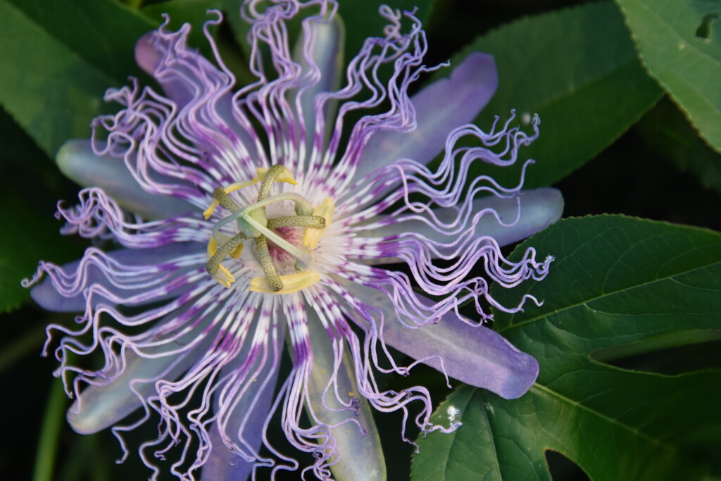 First Passion Flower to Bloom by genealogygenie