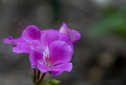 2nd Aug 2023 - Geranium