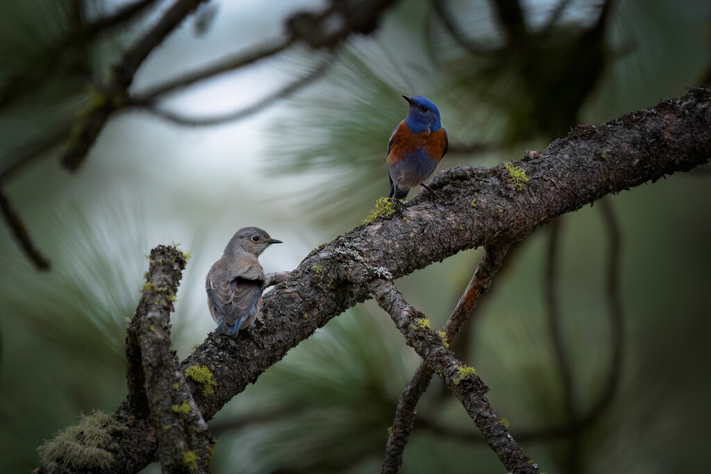 Bluebird day by teriyakih