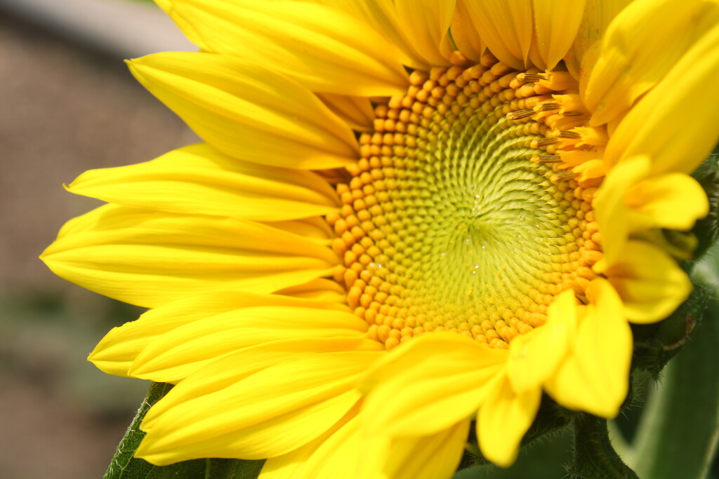 A sunflower in my garden  by mltrotter