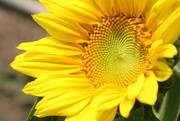 2nd Aug 2023 - A sunflower in my garden 