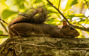 2nd Aug 2023 - Squirrel, Just Chillin!