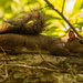 Squirrel, Just Chillin! by rickster549