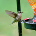 Hummingbird #1 by lsquared