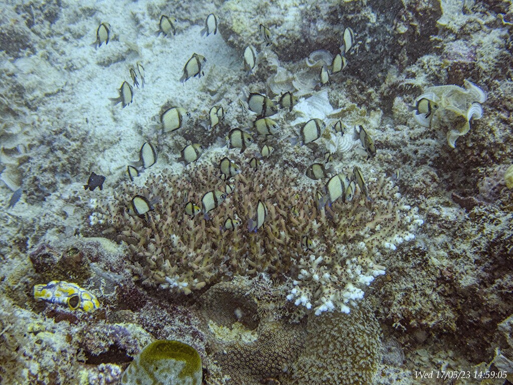 Dascyllus reticulatus on a staghorn coral by wh2021