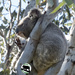 hi home I'm honey! by koalagardens