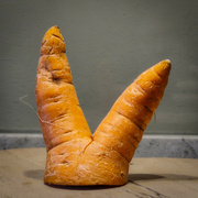 2nd Aug 2023 - Carrot
