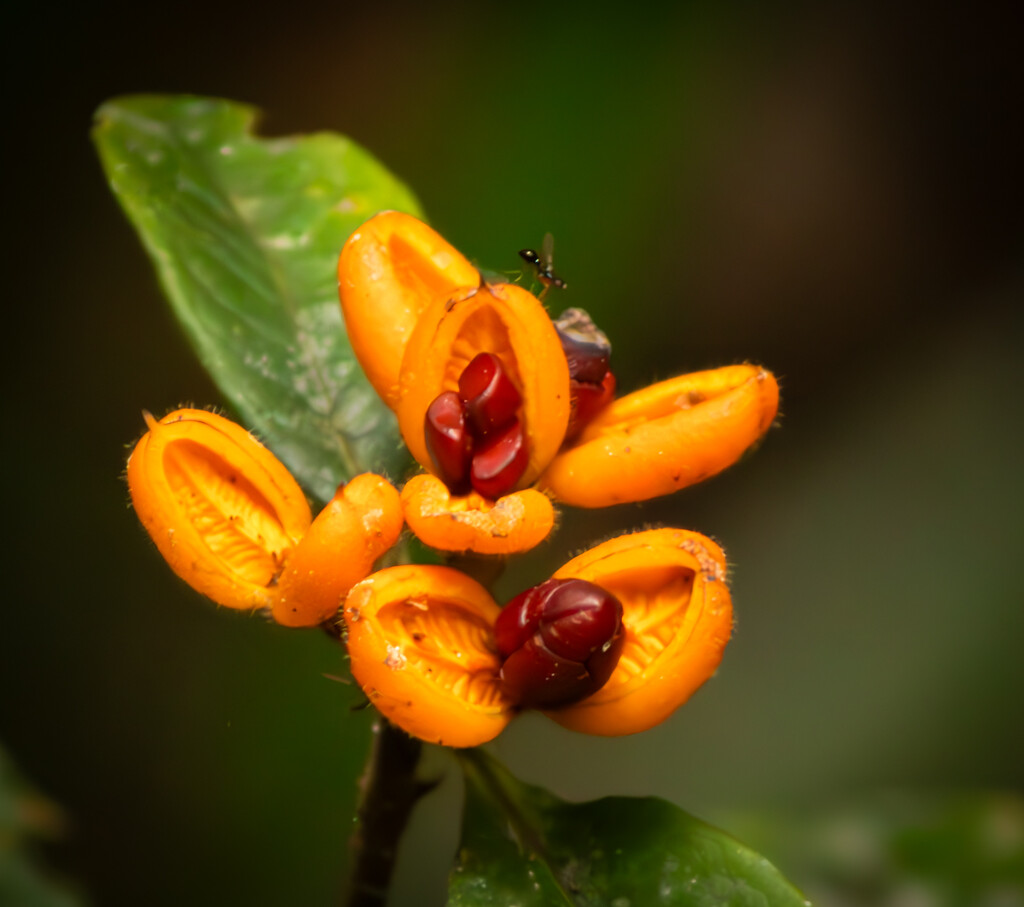 Rain forest flower by 365projectclmutlow