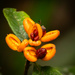 Rain forest flower by 365projectclmutlow