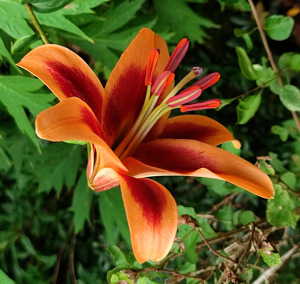 Garden Lily  by countrylassie