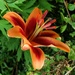 Garden Lily  by countrylassie