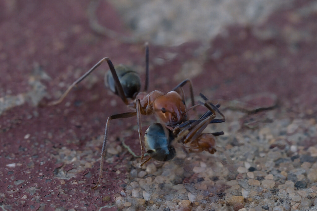 Green Ants by dkbarnett