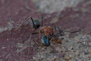8th Jul 2023 - Green Ants