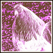 3rd Aug 2023 - Rooster