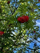 3rd Aug 2023 - Beautiful Rowan Berries