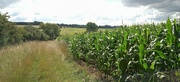 3rd Aug 2023 - Maize field