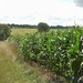 Maize field by 365projectorgjoworboys