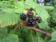 3rd Aug 2023 - Blackberries. Church garden.