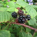 Blackberries. Church garden. by grace55