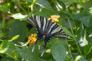 3rd Aug 2023 - Zebra Swallowtail