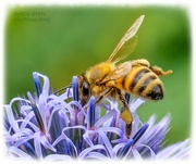 3rd Aug 2023 - Pollinator