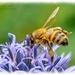 Pollinator by carolmw