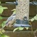 Nutty nuthatch likes sunflower hearts too. by orchid99