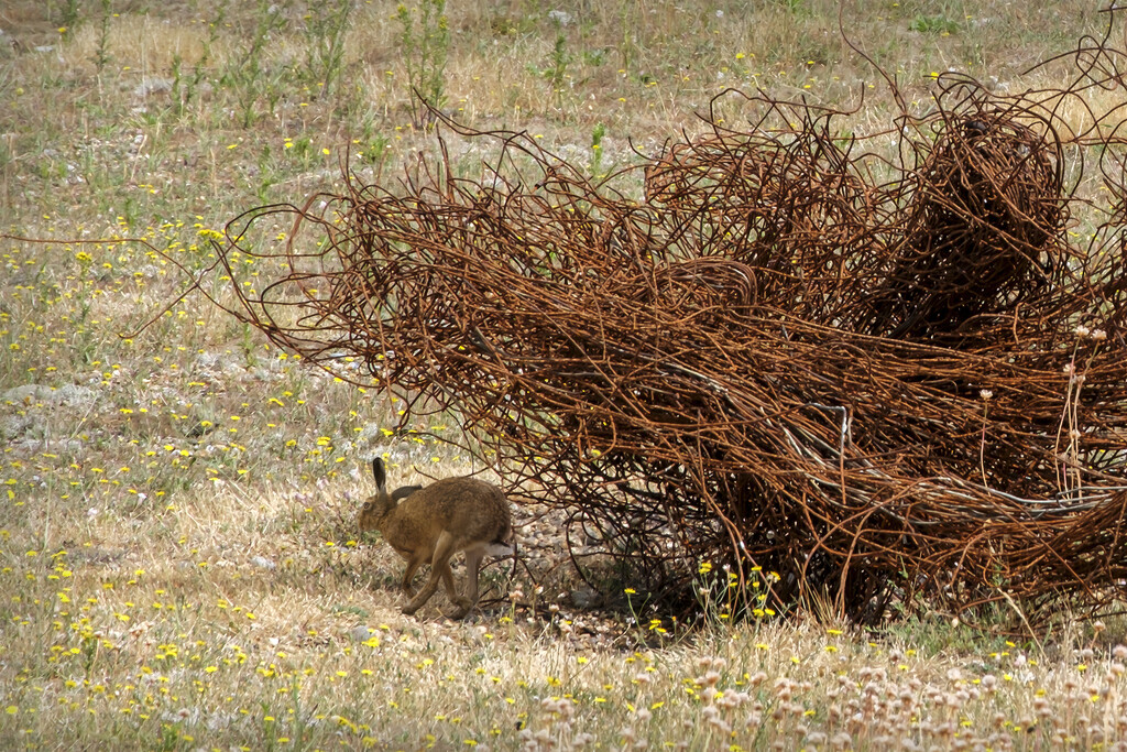 Nature returns to Orford Ness by helenhall