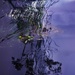 Swirly reflections  by joemuli