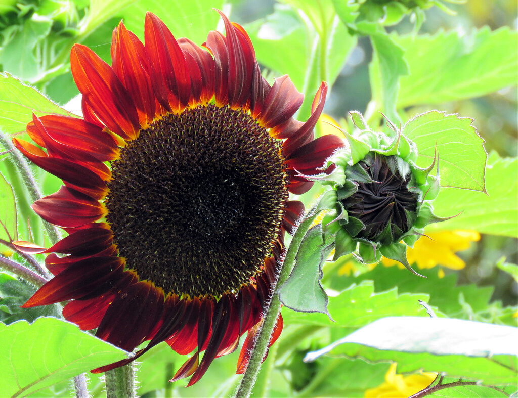 Sunflower by seattlite