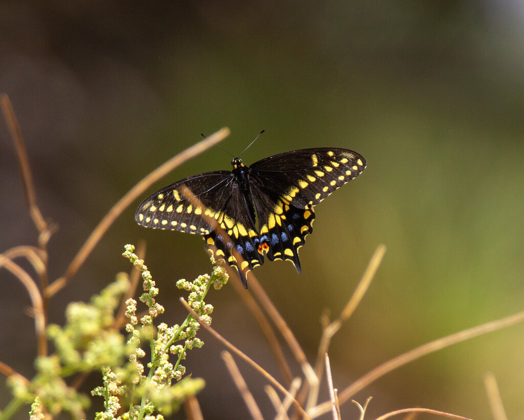 black swallowtail by aecasey