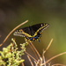 black swallowtail by aecasey