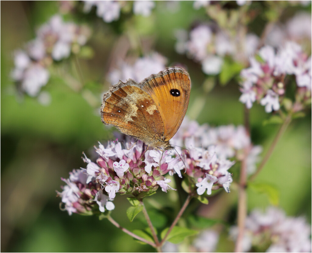 2 Gatekeeper by marshwader