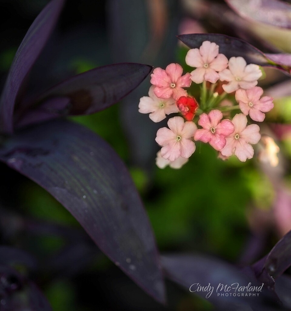 Beautiful Petals in the Shade by cindymc