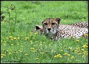 3rd Aug 2023 - Cheetah