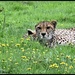 Cheetah by rosiekind