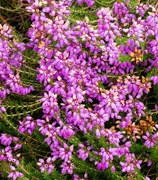 3rd Aug 2023 - Bell Heather