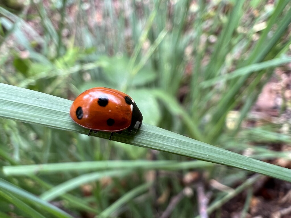 Ladybird by mattjcuk